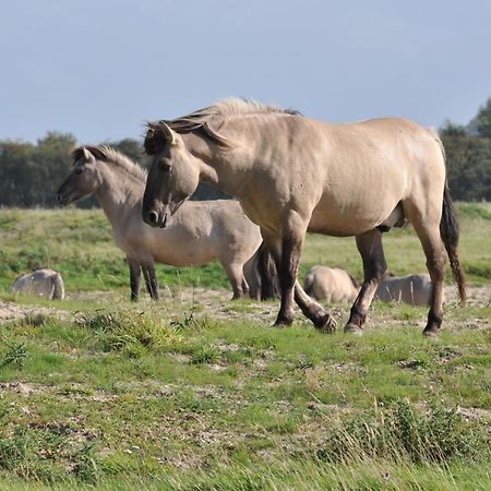 B&B Aquavit Knokke-Heist Eksteriør billede